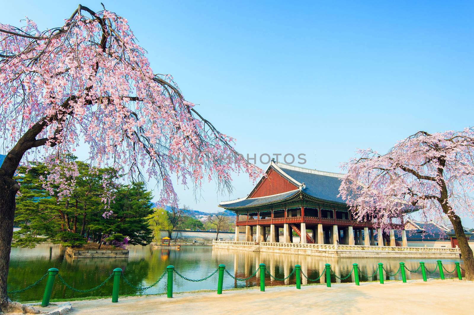 Gyeongbokgung Palace with cherry blossom in spring,Korea. by gutarphotoghaphy