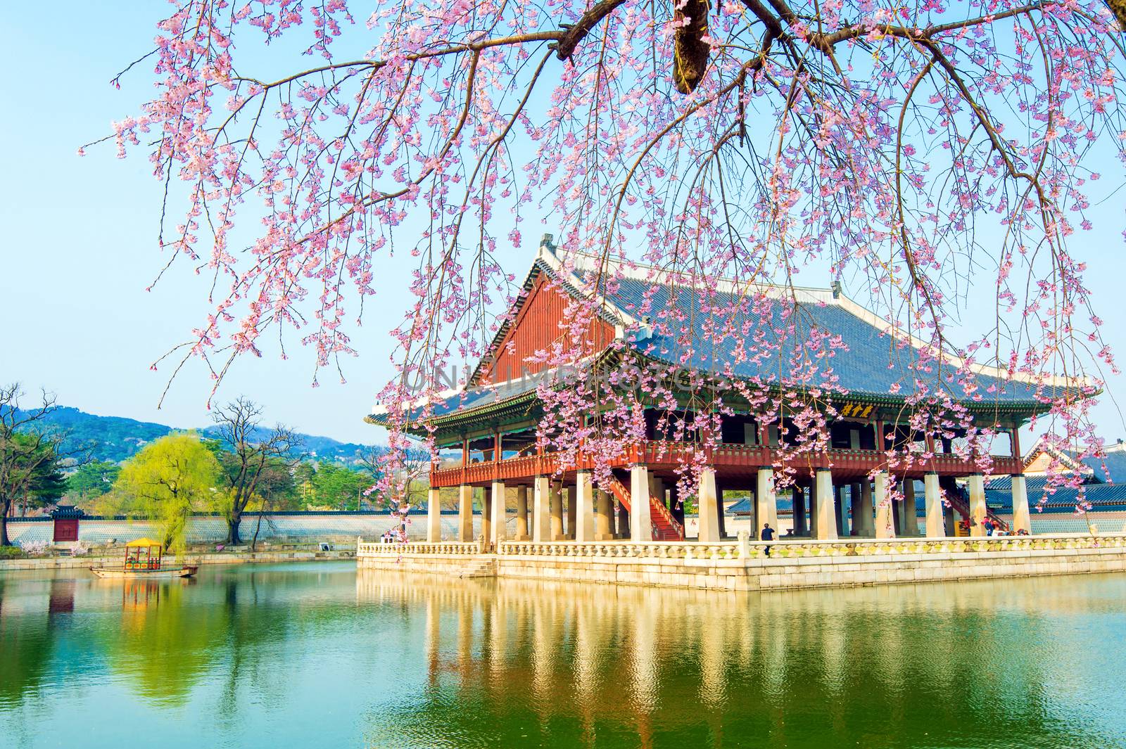 Gyeongbokgung Palace with cherry blossom in spring,Korea.