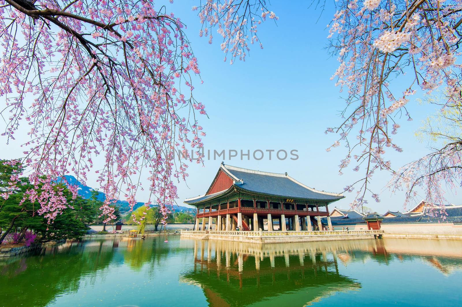 Gyeongbokgung Palace with cherry blossom in spring,Korea. by gutarphotoghaphy