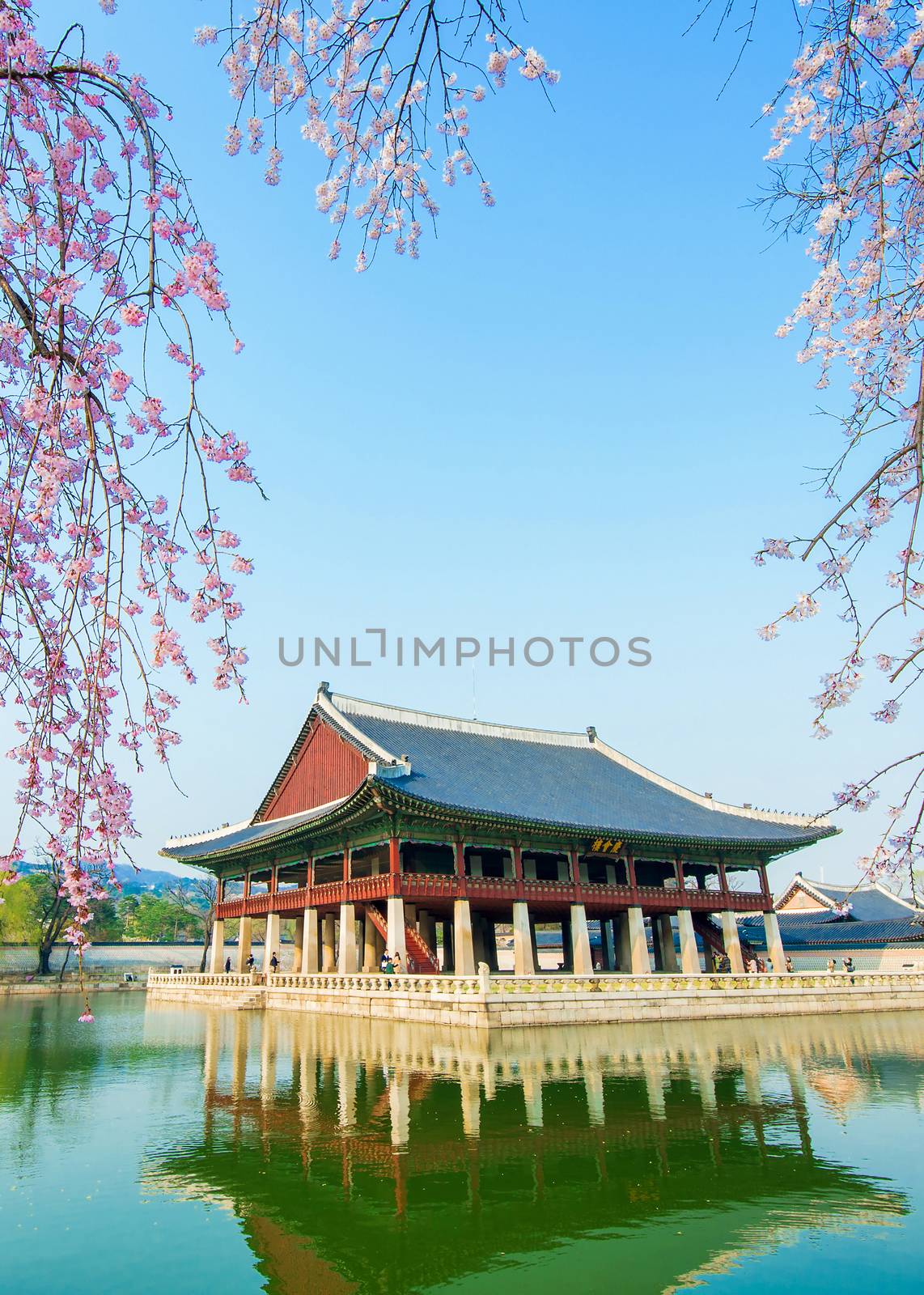 Gyeongbokgung Palace with cherry blossom in spring,Korea. by gutarphotoghaphy