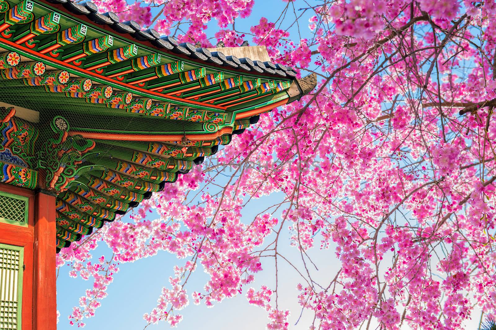 Cherry Blossom with roof of temple in spring.