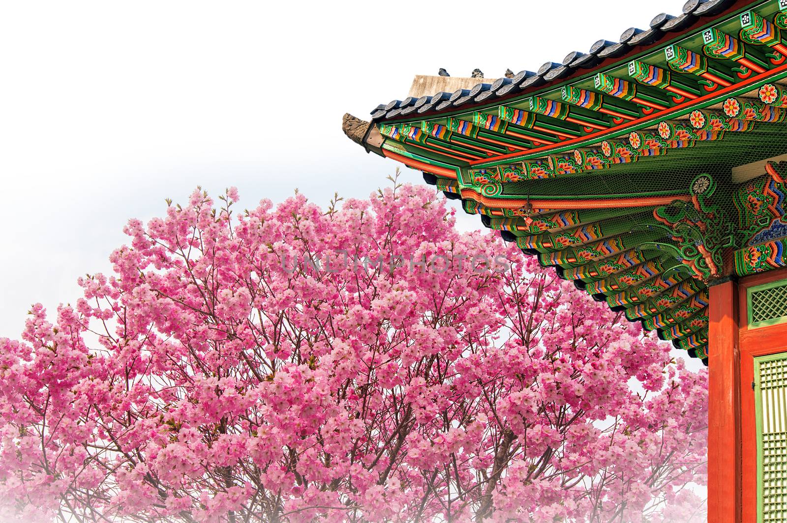 Cherry Blossom with roof of temple in spring. by gutarphotoghaphy