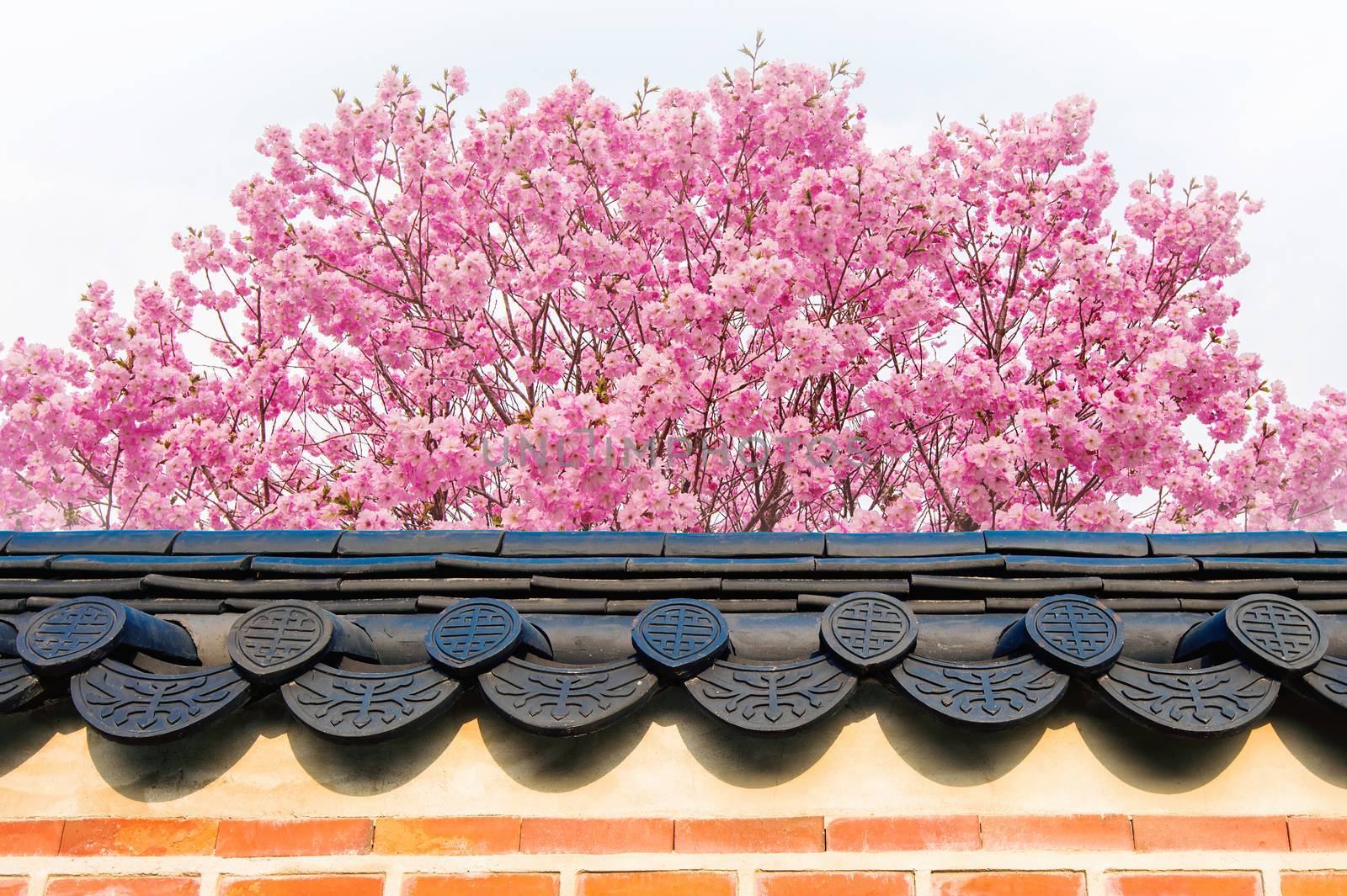 Cherry Blossom with roof of temple in spring. by gutarphotoghaphy