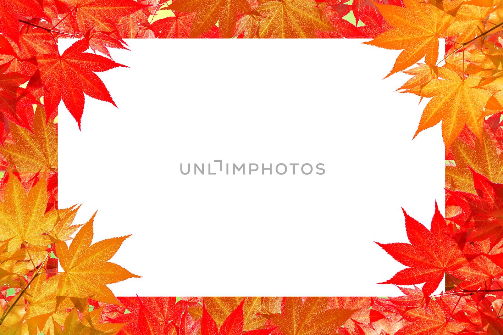 Red maple leaves of Colorful autumn with space for text or symbo by gutarphotoghaphy