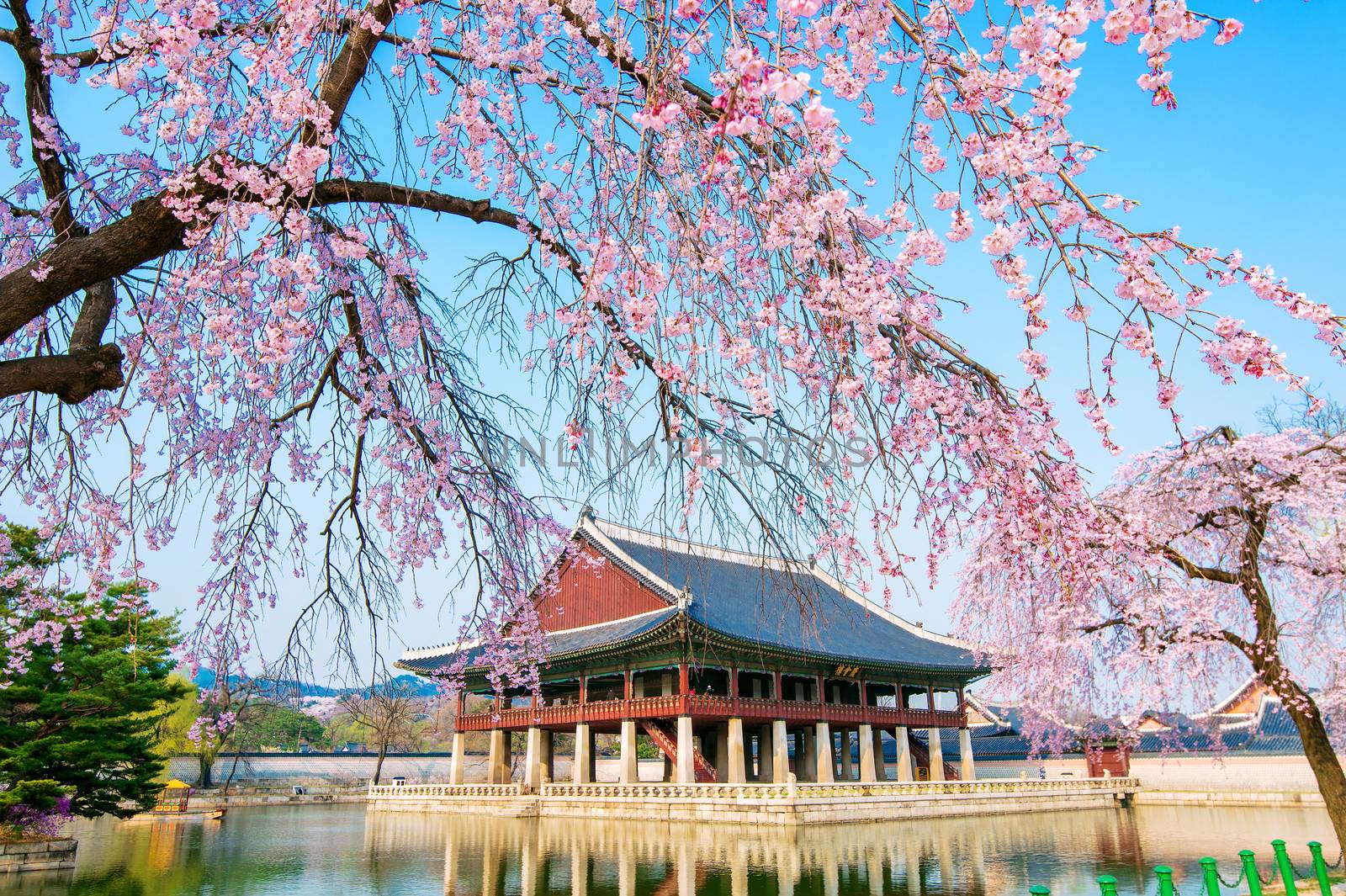 Gyeongbokgung Palace with cherry blossom in spring,Korea. by gutarphotoghaphy