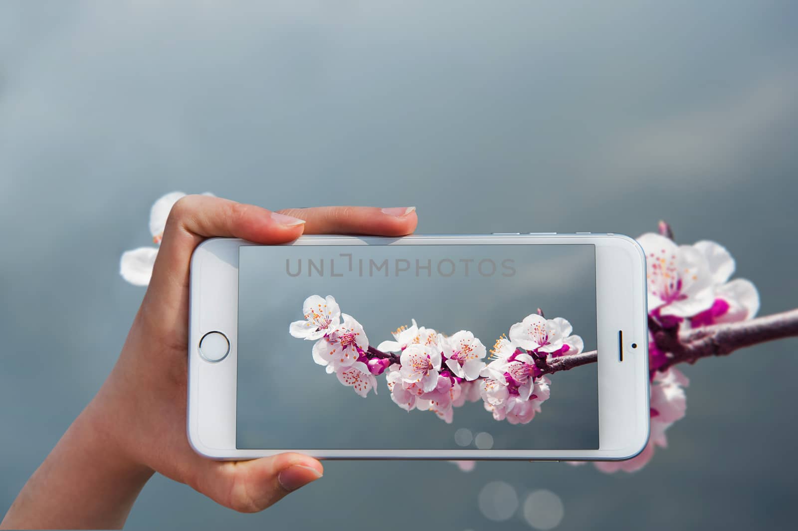Hand holding smart phone take a photo at Cherry Blossom with Soft focus, Sakura season Background