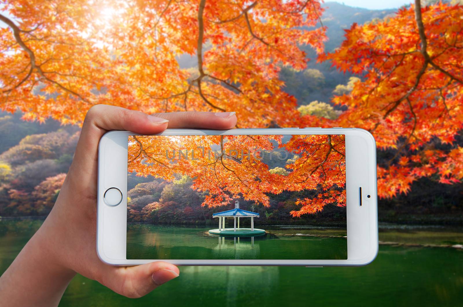 Hand holding smart phone take a photo at colors of autumn in Nae by gutarphotoghaphy