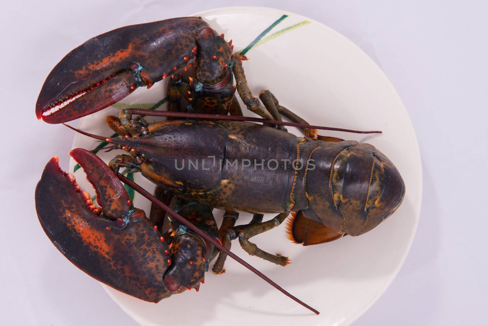 lobster  by gutarphotoghaphy