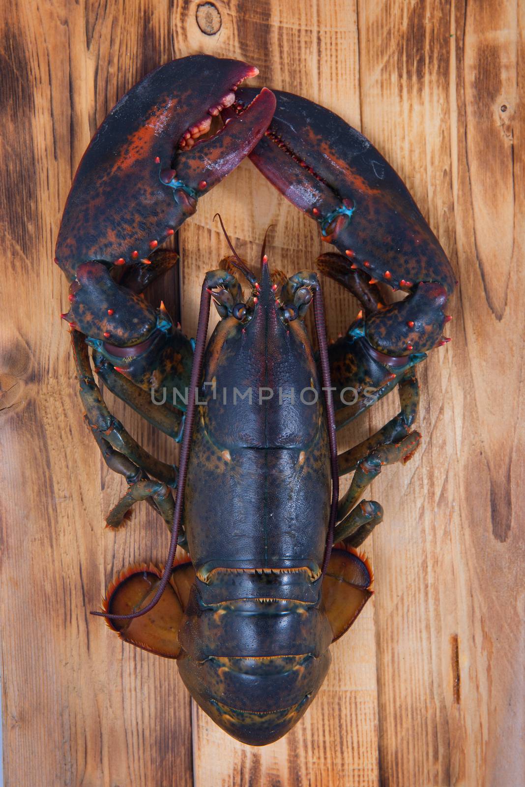 lobster  by gutarphotoghaphy