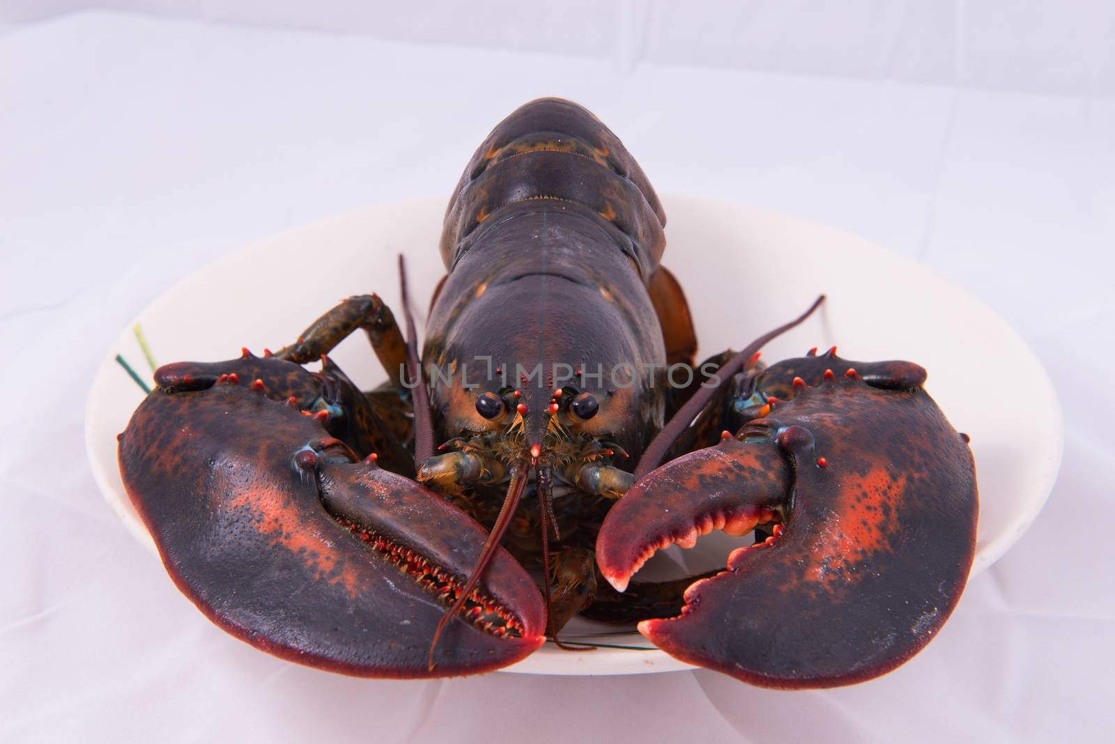 lobster  by gutarphotoghaphy