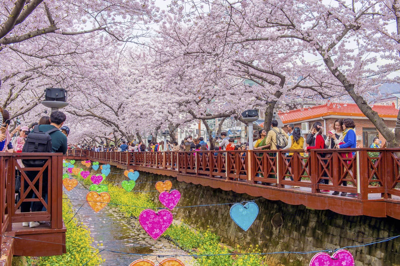 JINHAE,KOREA - APRIL 4 : Jinhae Gunhangje Festival is the largest cherry blossom festival in Korea.Tourists taking photos of the beautiful scenery around Jinhae,Korea on April 4,2015.