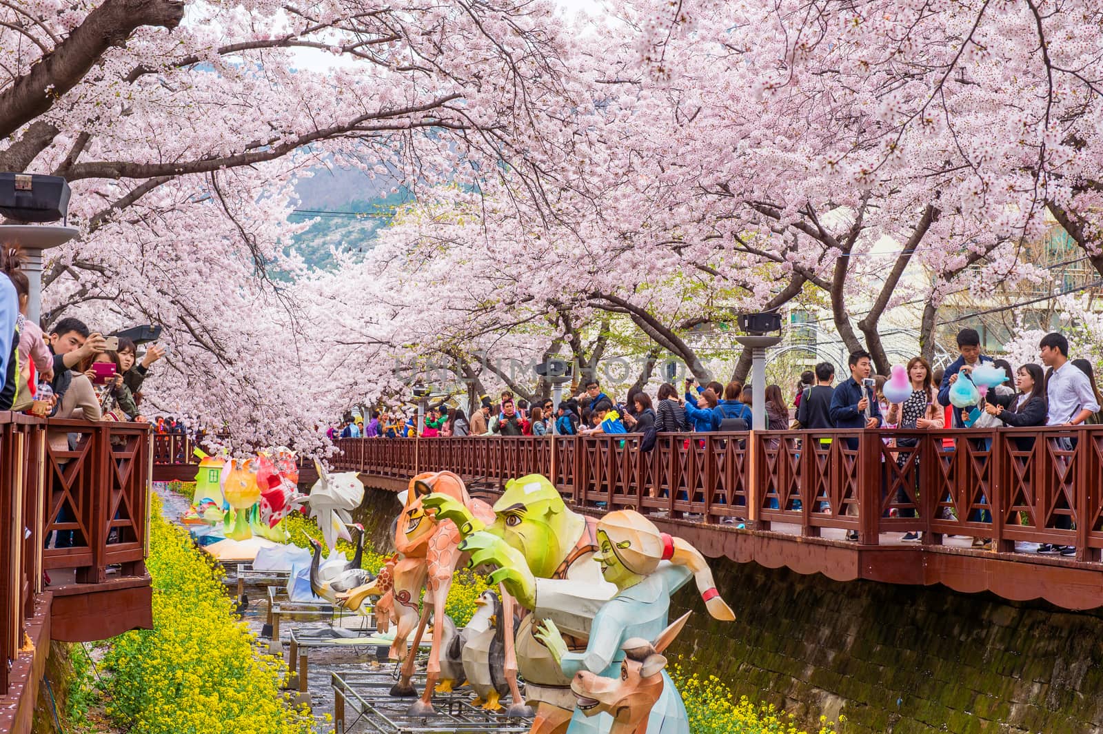 JINHAE,KOREA - APRIL 4 : Jinhae Gunhangje Festival is the largest cherry blossom festival in Korea.Tourists taking photos of the beautiful scenery around Jinhae,Korea on April 4,2015.