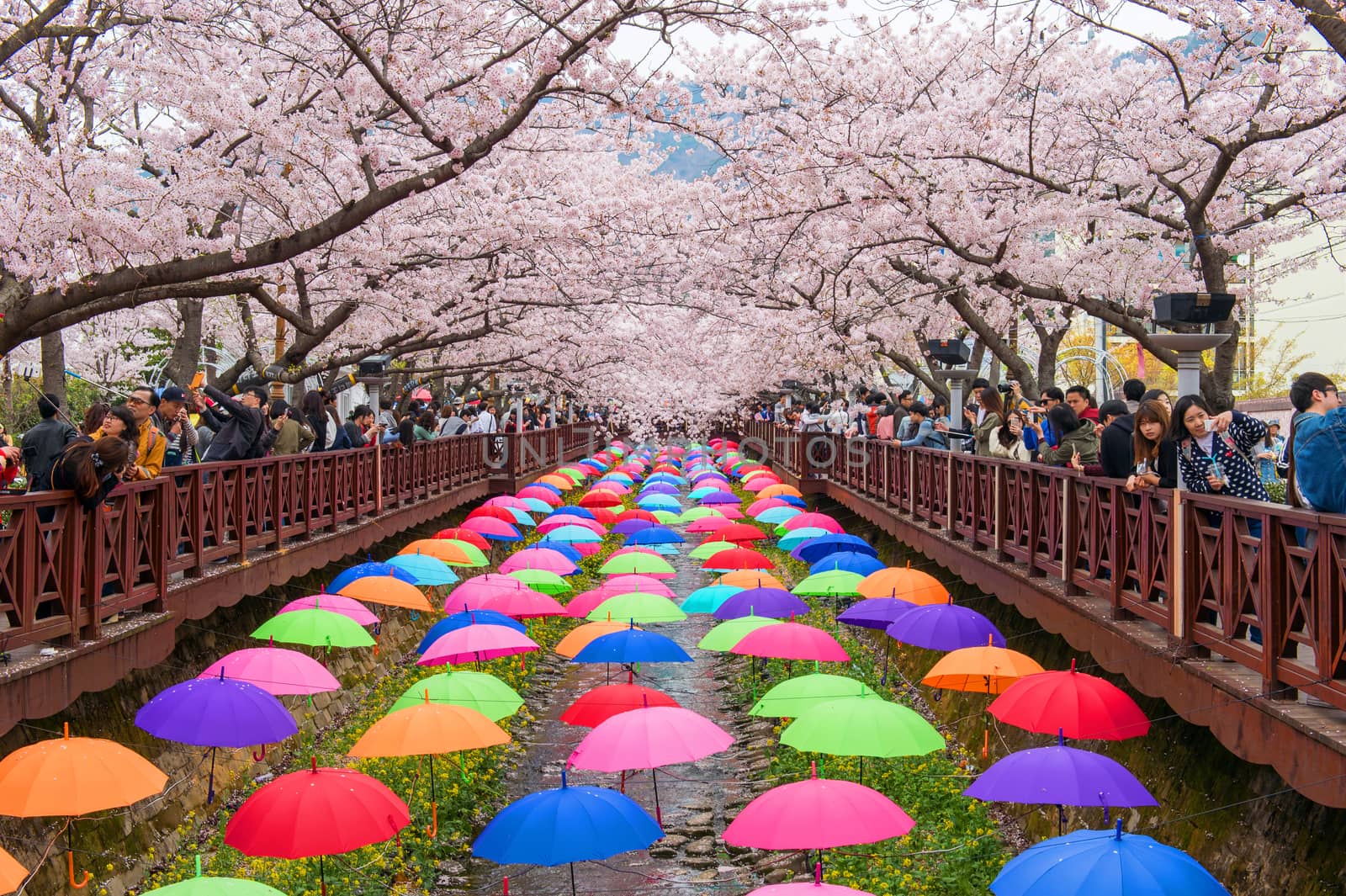 JINHAE,KOREA - APRIL 4 : Jinhae Gunhangje Festival is the largest cherry blossom festival in Korea.Tourists taking photos of the beautiful scenery around Jinhae,Korea on April 4,2015.