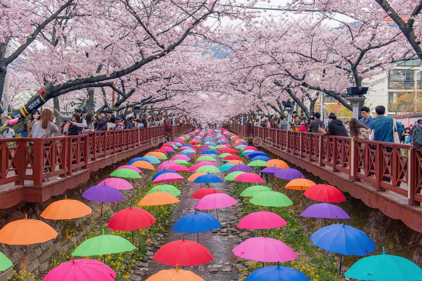 Jinhae Gunhangje Festival is the largest cherry blossom festival in Korea. by gutarphotoghaphy