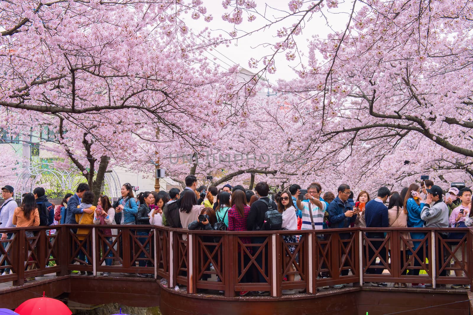 JINHAE,KOREA - APRIL 4 : Jinhae Gunhangje Festival is the largest cherry blossom festival in Korea.Tourists taking photos of the beautiful scenery around Jinhae,Korea on April 4,2015.