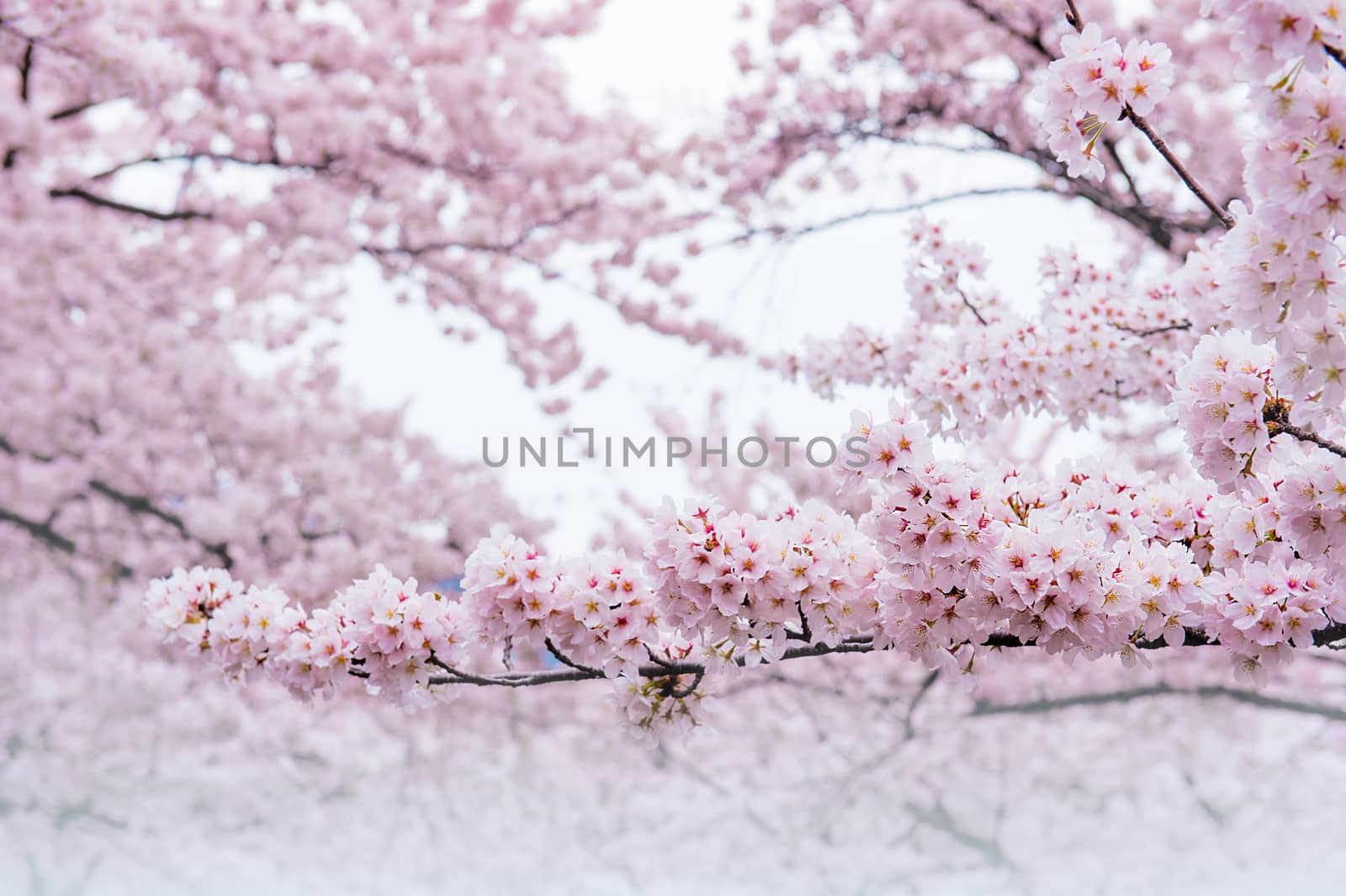 Cherry Blossom with Soft focus, Sakura season in korea,Background