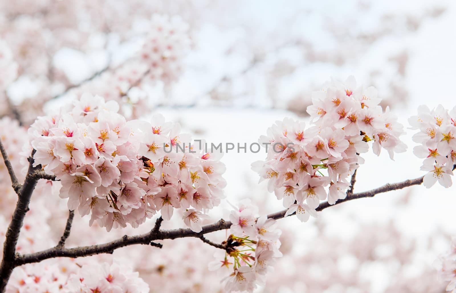 Cherry Blossom with Soft focus, Sakura season in korea,Backgroun by gutarphotoghaphy