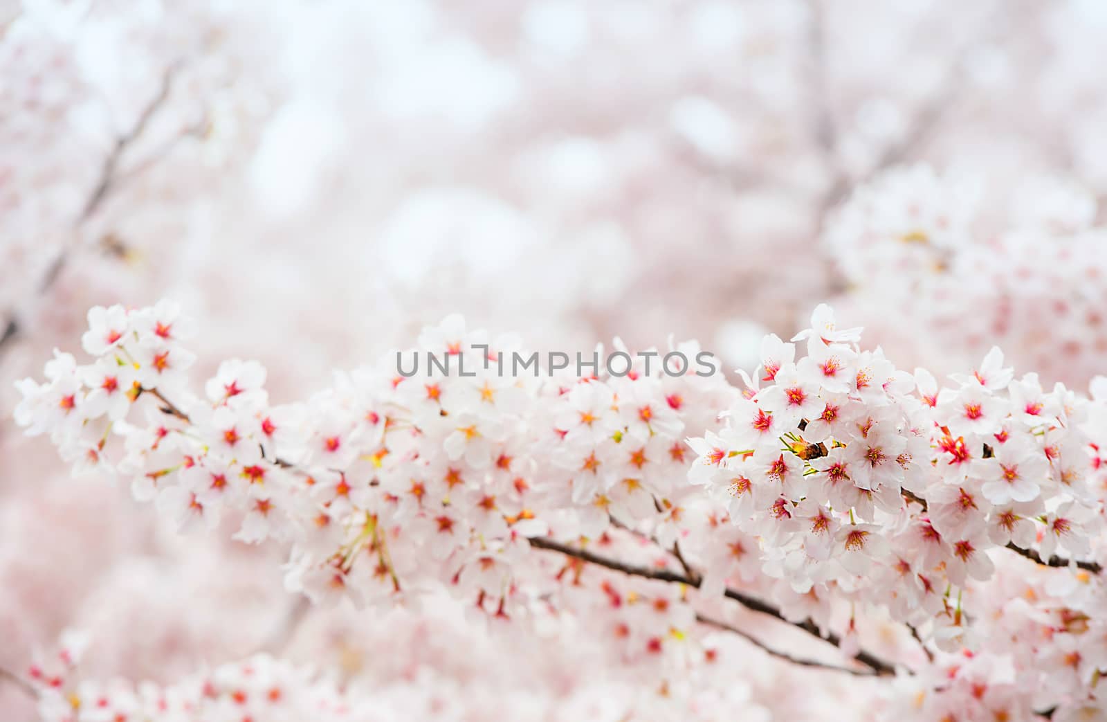 Cherry Blossom with Soft focus, Sakura season in korea,Background