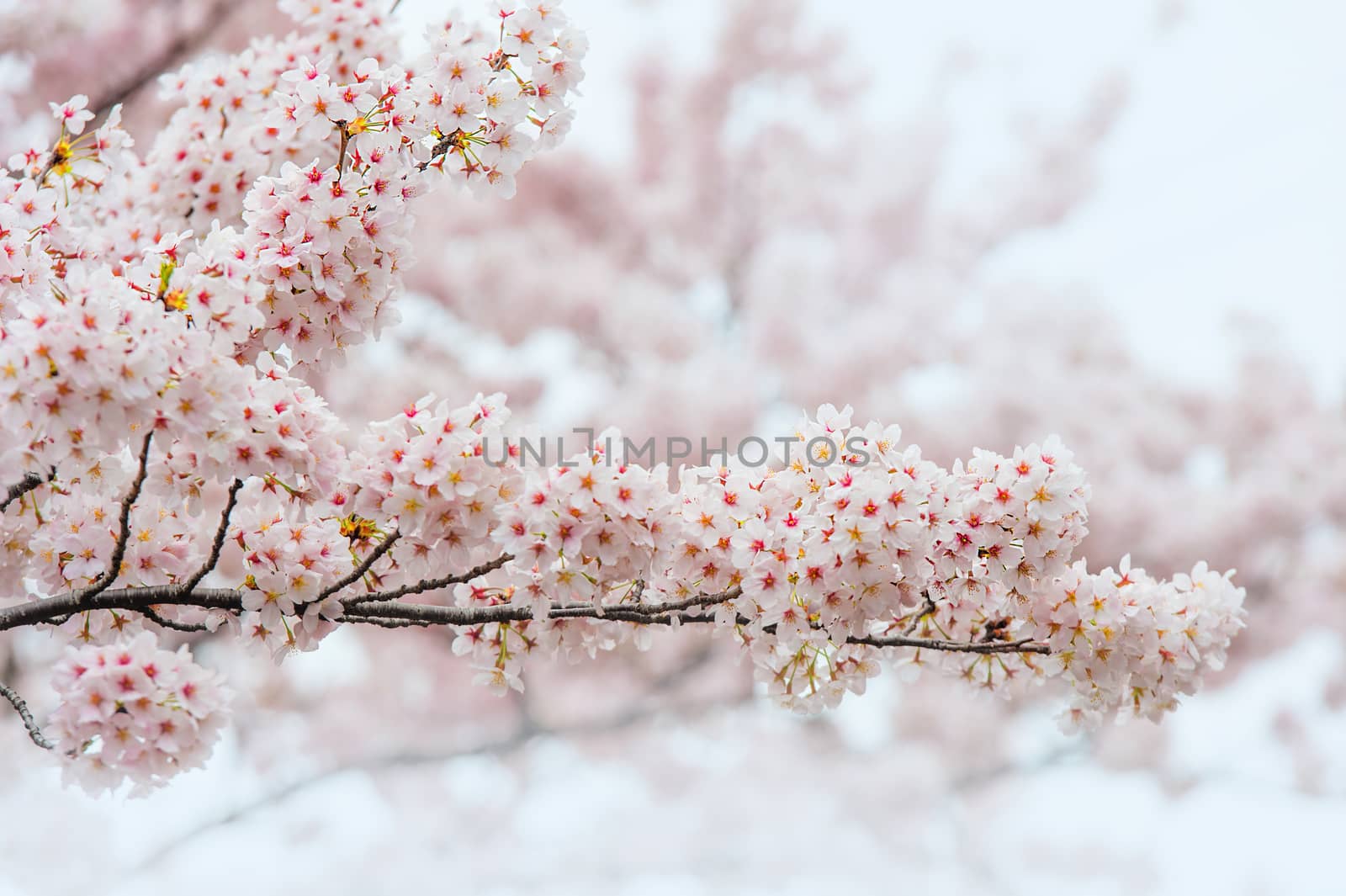 Cherry Blossom with Soft focus, Sakura season in korea,Background