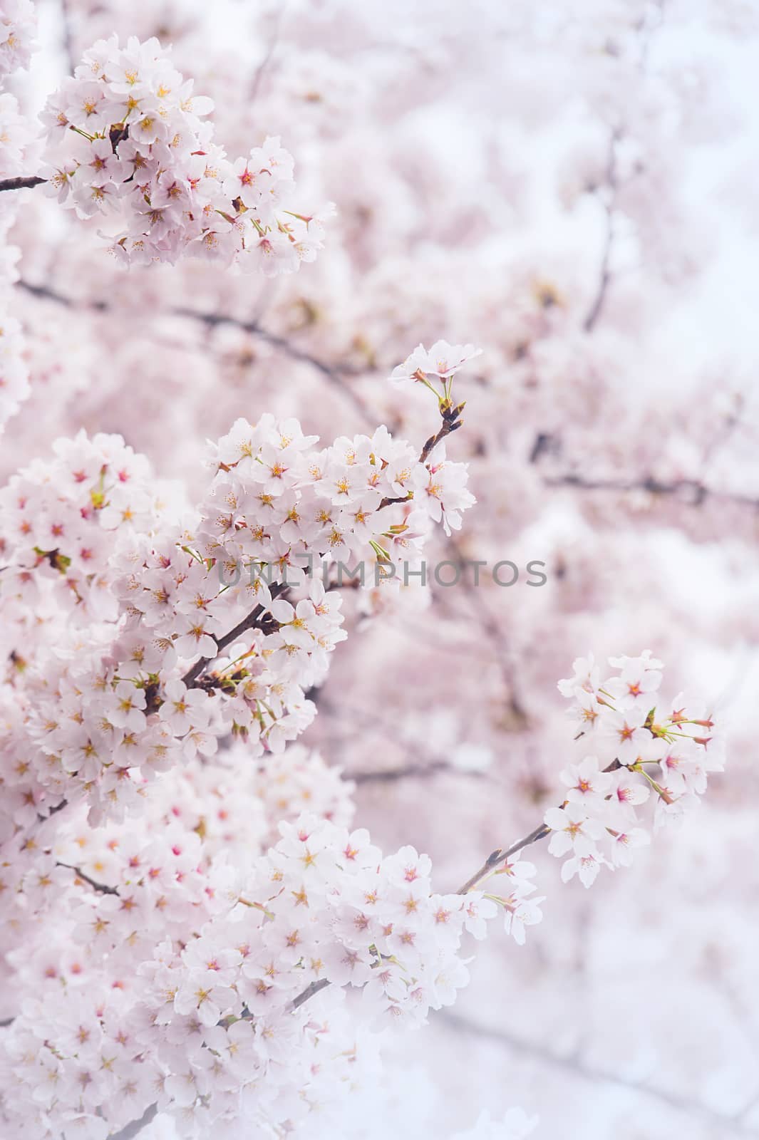 Cherry Blossom with Soft focus, Sakura season in korea,Backgroun by gutarphotoghaphy