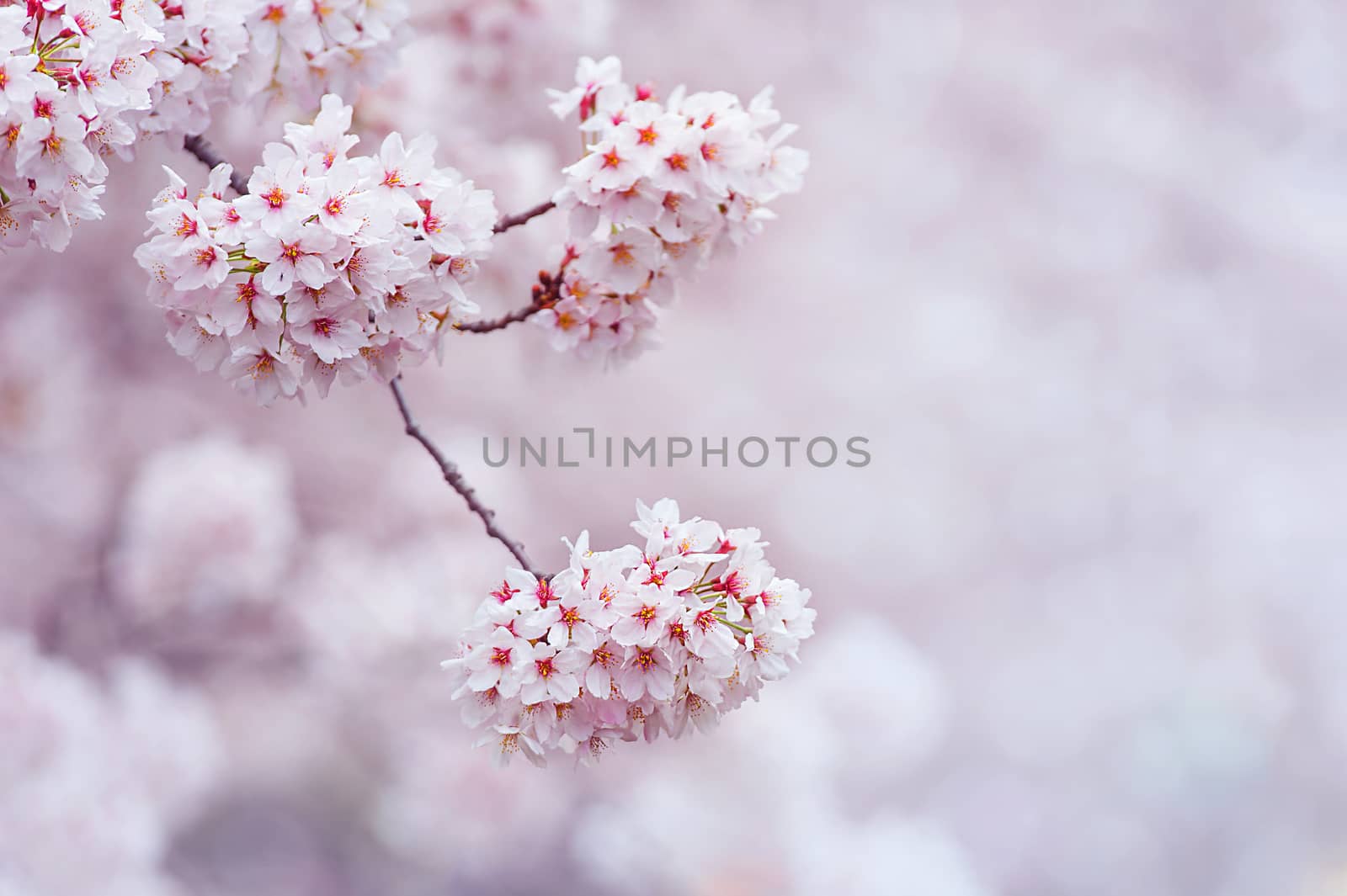 Cherry Blossom with Soft focus, Sakura season in korea,Backgroun by gutarphotoghaphy