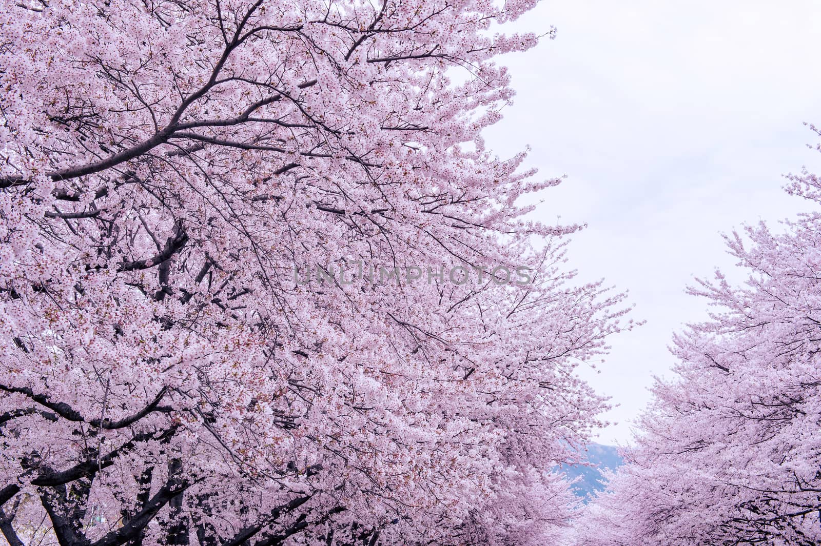 Cherry Blossom with Soft focus, Sakura season in korea,Backgroun by gutarphotoghaphy