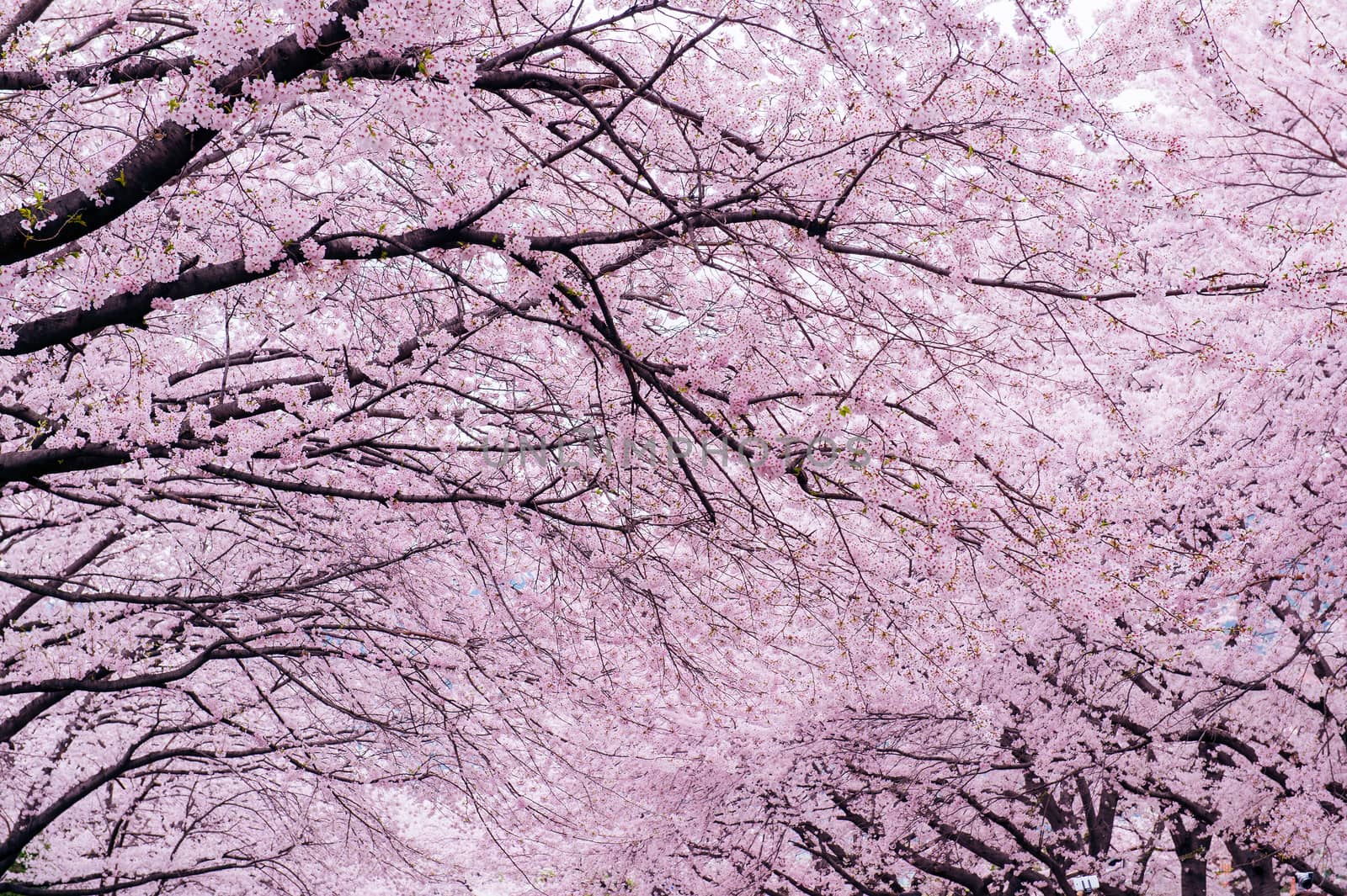 Cherry Blossom with Soft focus, Sakura season in korea,Background