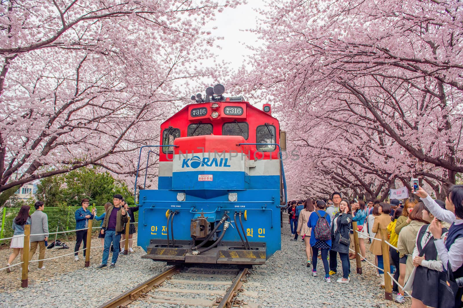 Jinhae Gunhangje Festival is the largest cherry blossom festival in Korea. by gutarphotoghaphy