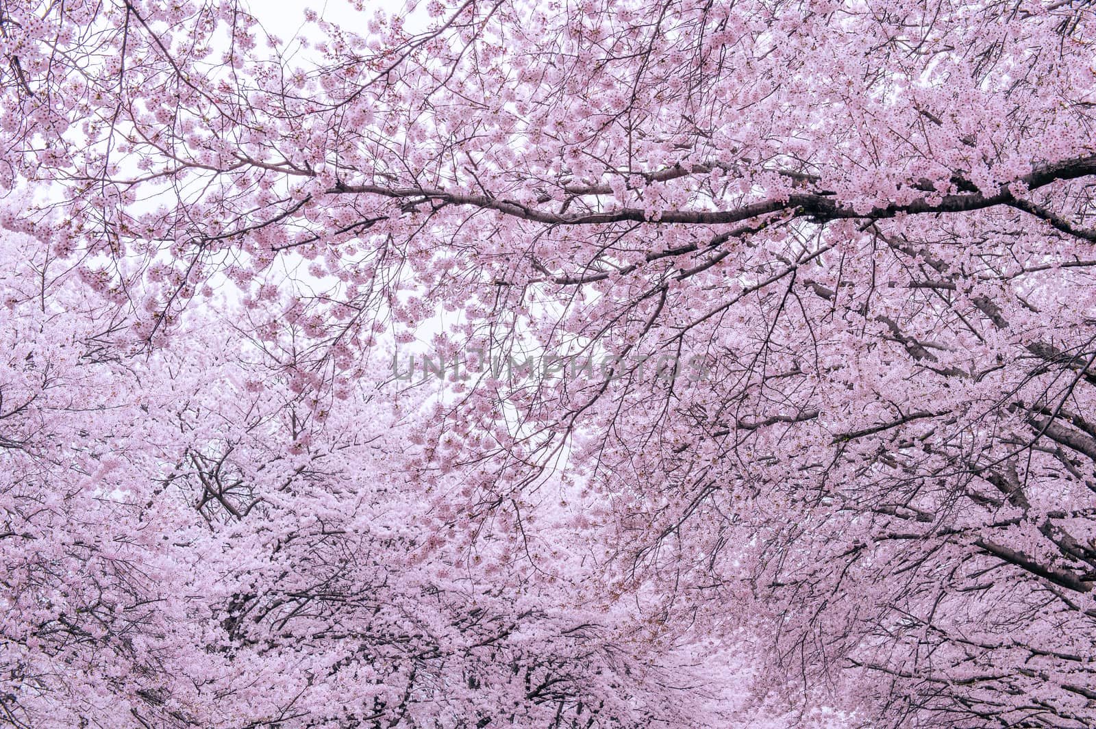 Cherry Blossom with Soft focus, Sakura season in korea,Backgroun by gutarphotoghaphy