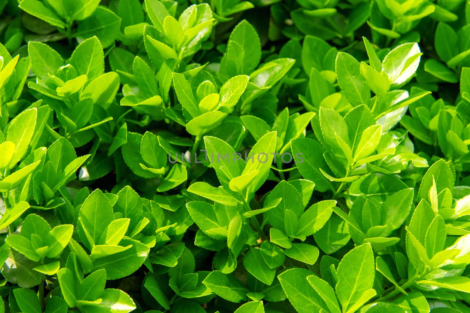 Green leaves in spring,Background