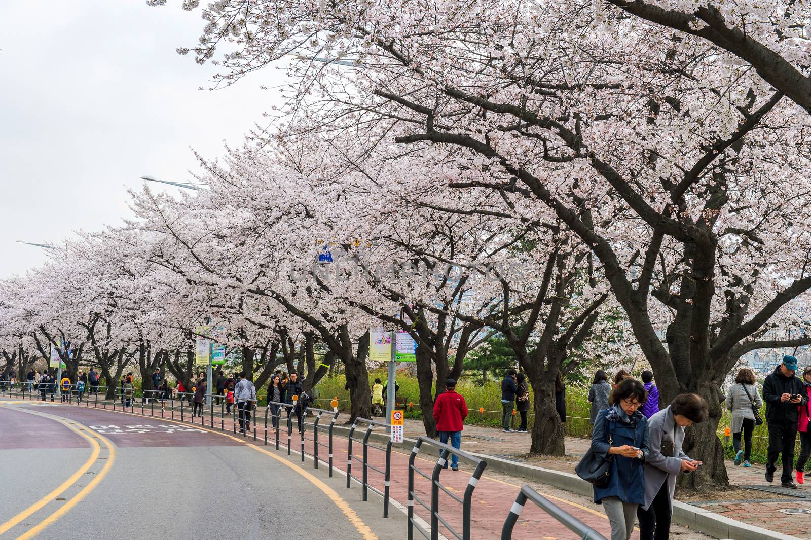 SEOUL,KOREA - APRIL 7 : Seoul cherry blossom festival in Korea.Tourists taking photos of the beautiful scenery around Seoul,Korea on April 7,2015.