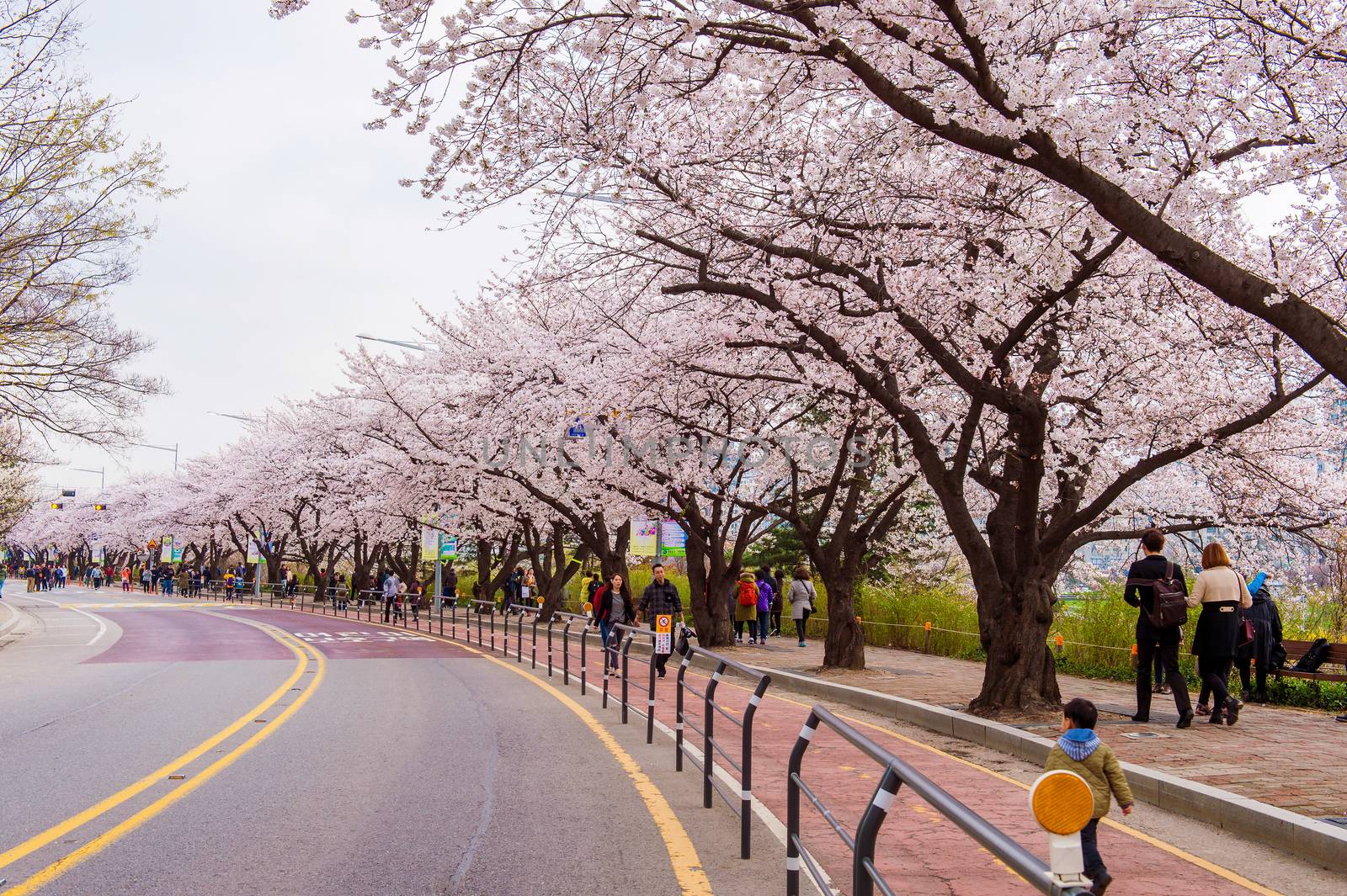 SEOUL,KOREA - APRIL 7 : Seoul cherry blossom festival in Korea.Tourists taking photos of the beautiful scenery around Seoul,Korea on April 7,2015.