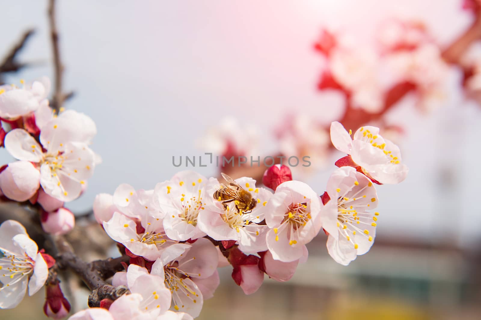 Cherry Blossom with Soft focus, Sakura season Background