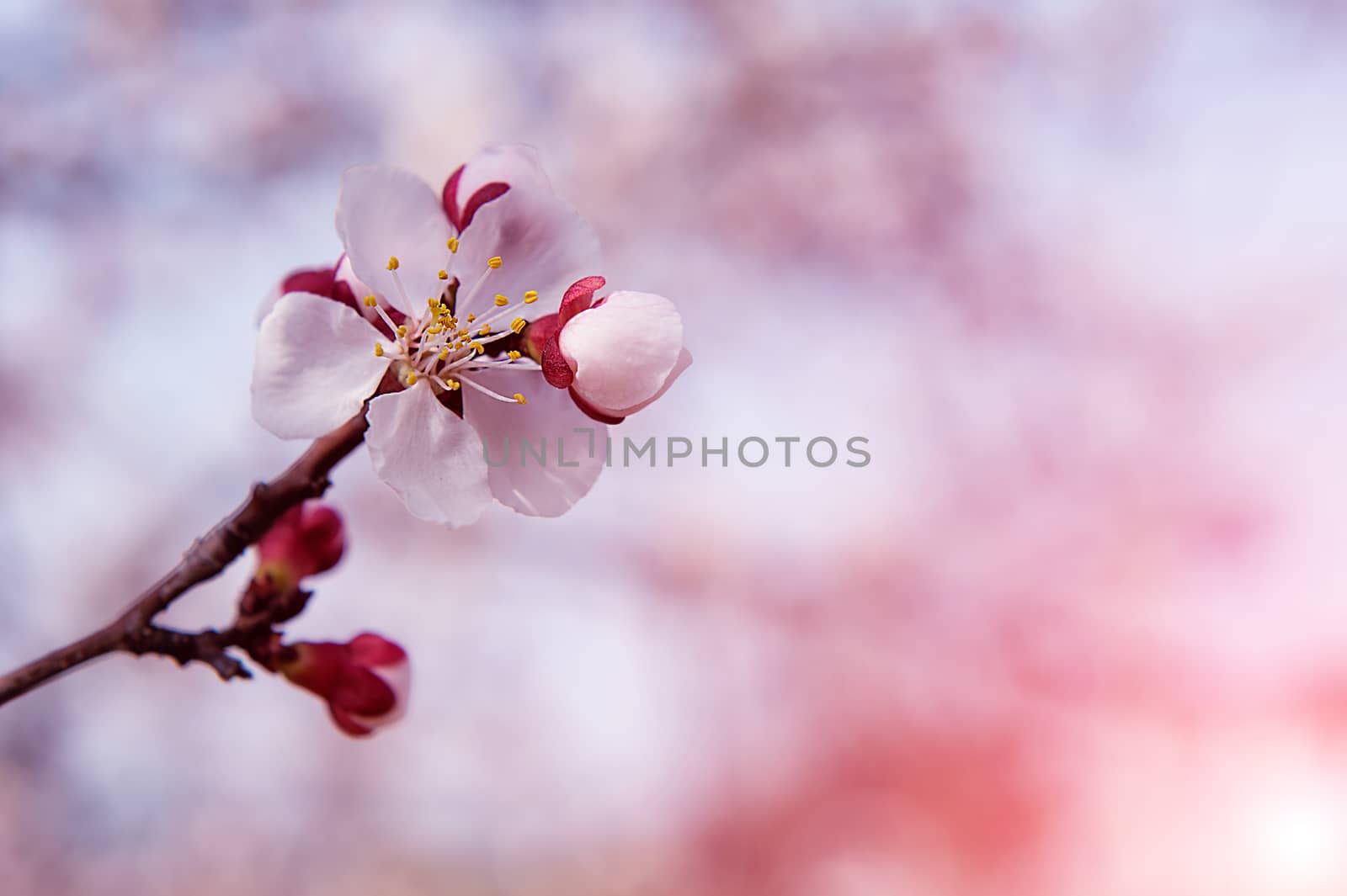 Cherry Blossom with Soft focus, Sakura season Background