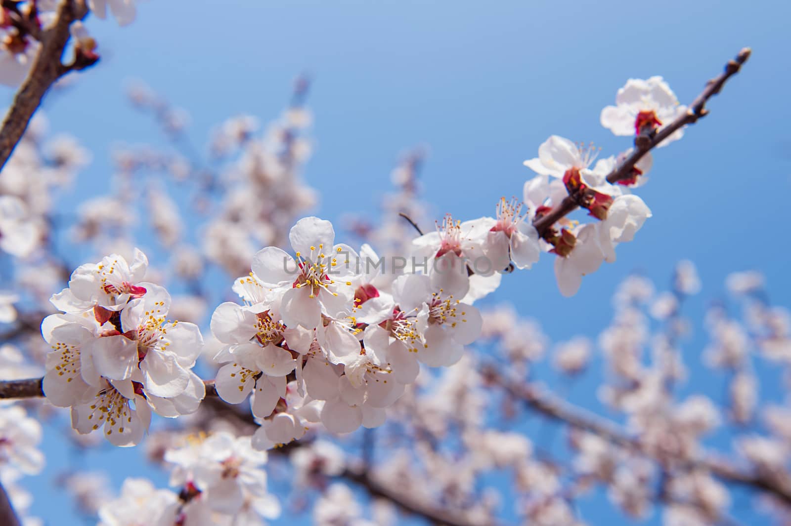 Cherry Blossom with Soft focus, Sakura season Background