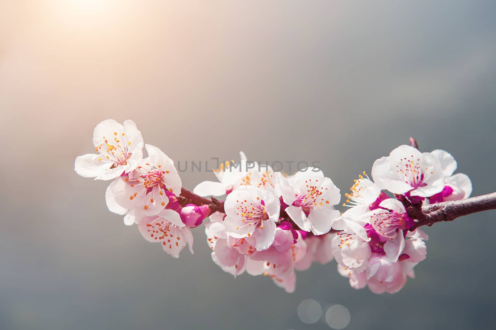 Cherry Blossom with Soft focus, Sakura season Background