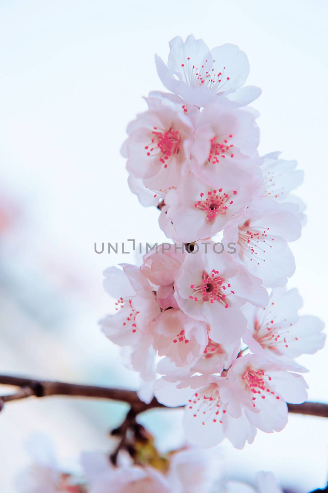 Cherry Blossom with Soft focus, Sakura season Background by gutarphotoghaphy