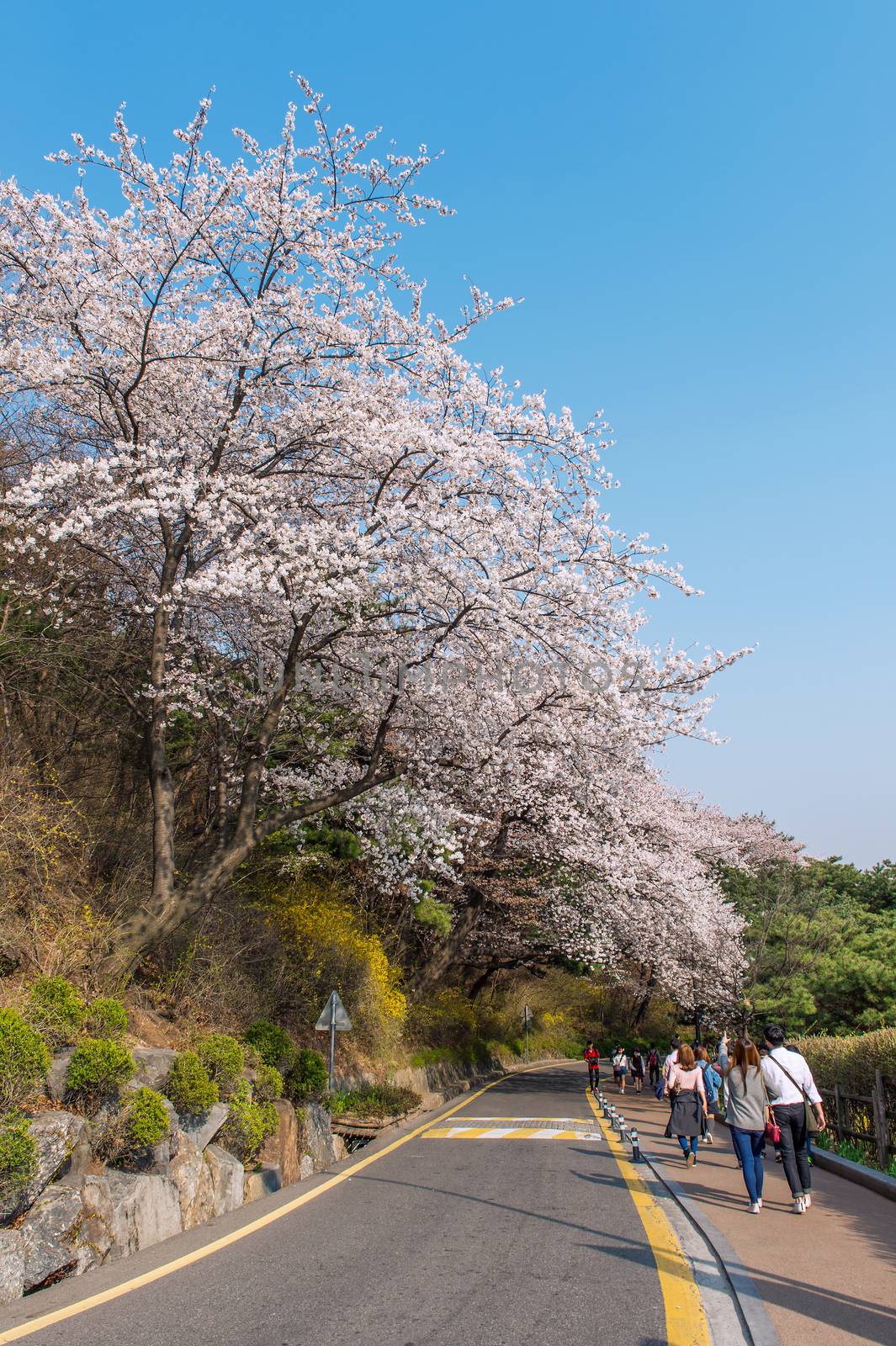 Cherry blossom in Seoul tower namhansan. by gutarphotoghaphy