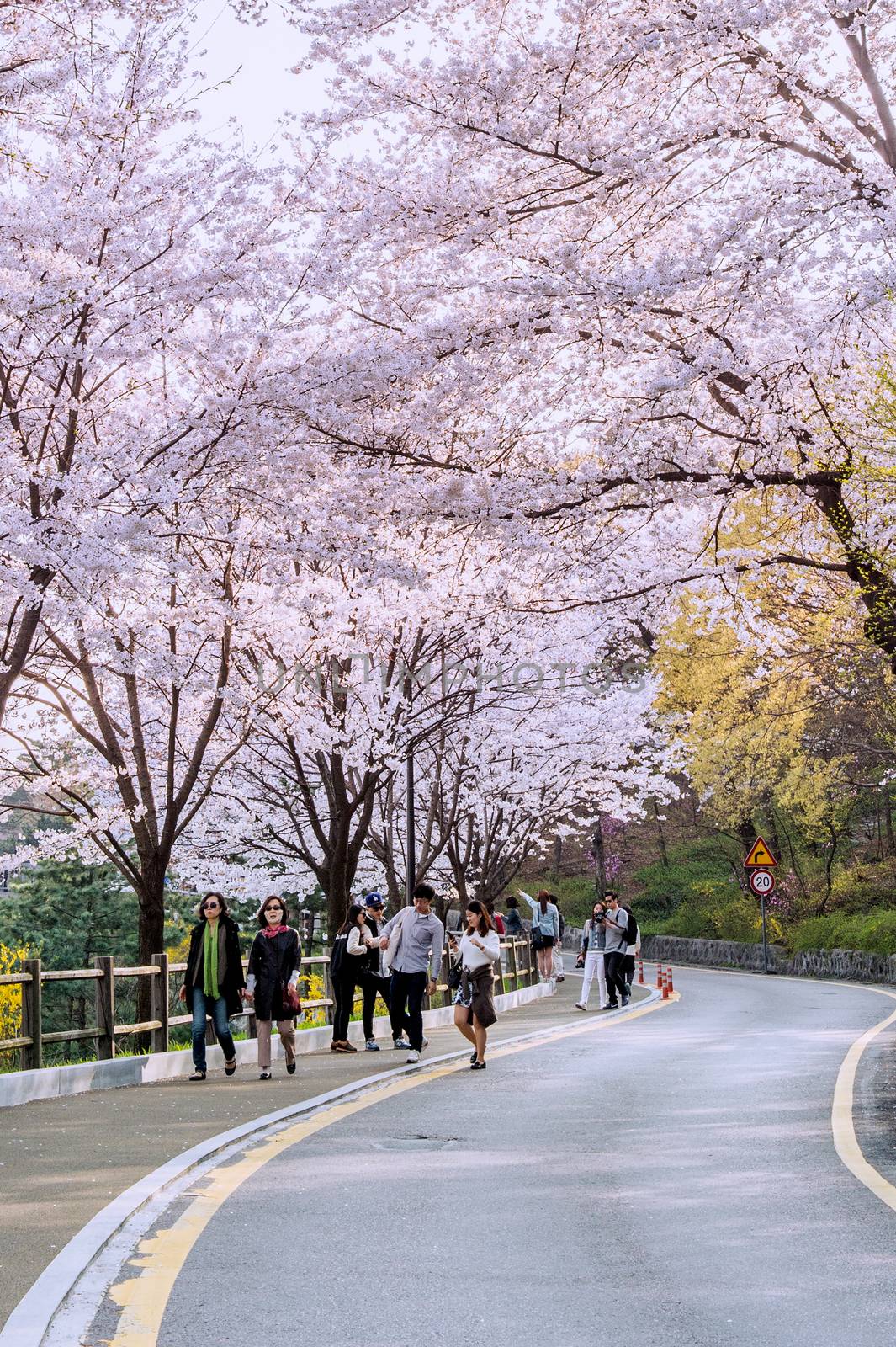 Cherry blossom in Seoul tower namhansan. by gutarphotoghaphy