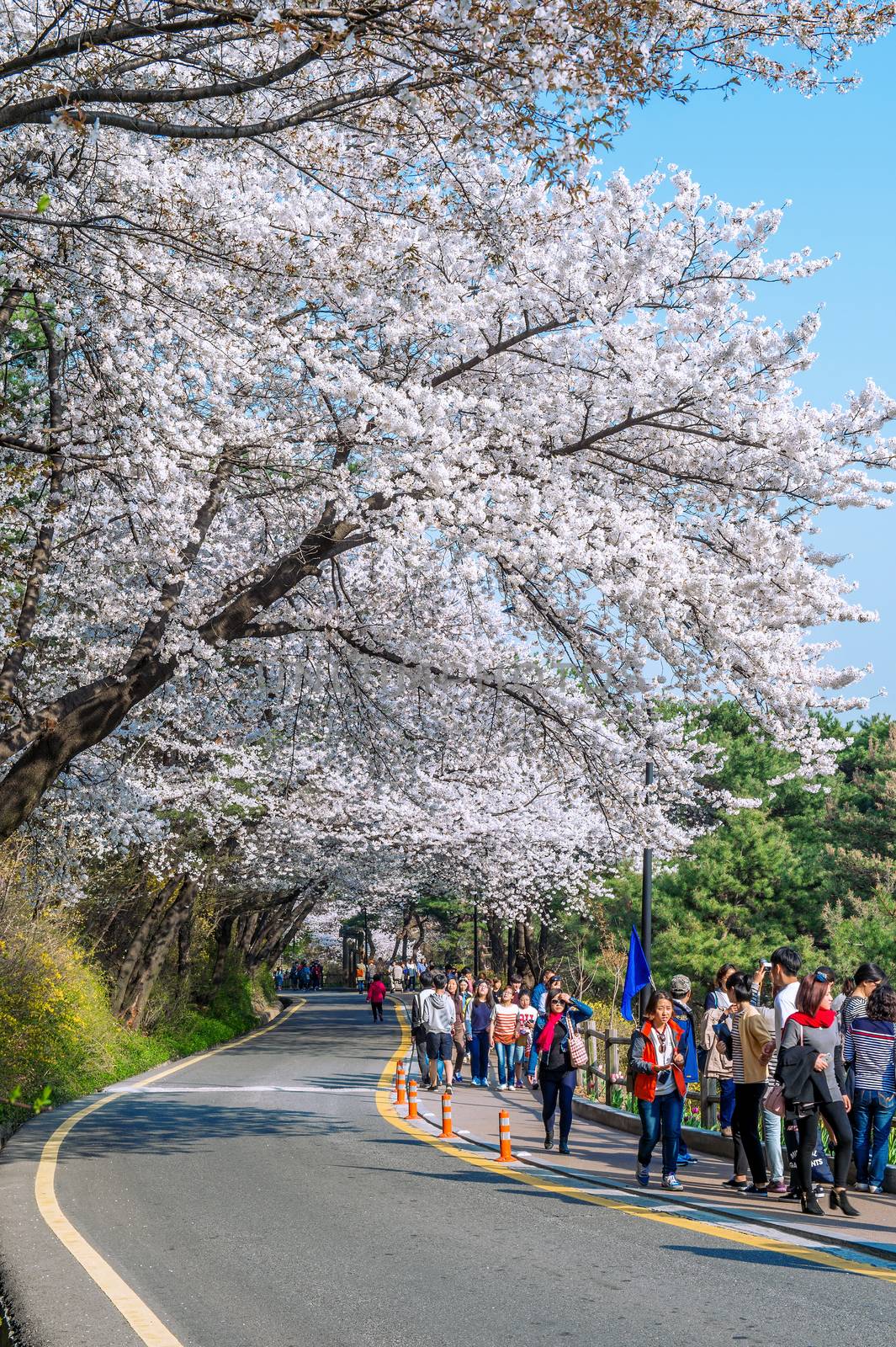 Cherry blossom in Seoul tower namhansan. by gutarphotoghaphy