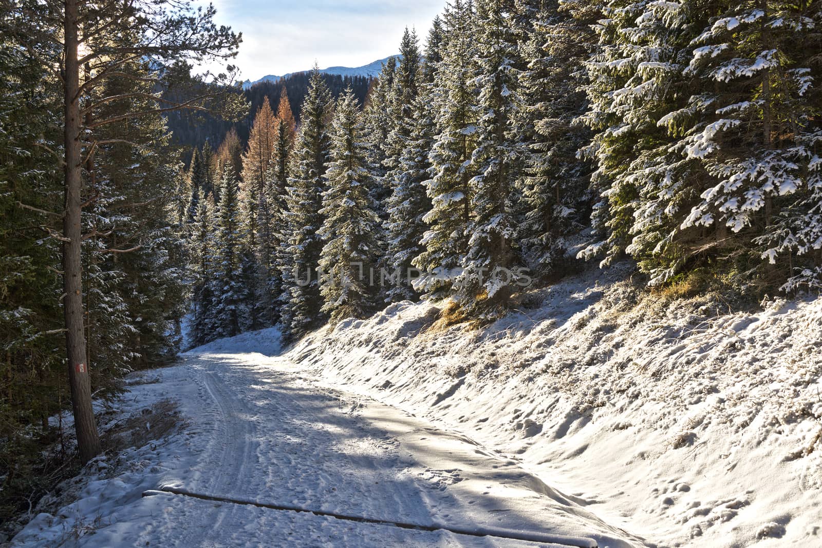 snowy forest on a cold winter morning with sun rays, Armentarola - Dolomiti, Trentino-Alto Adige, Italy