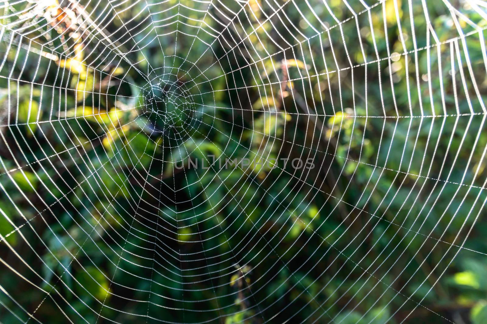 spider web with colorful background, nature series