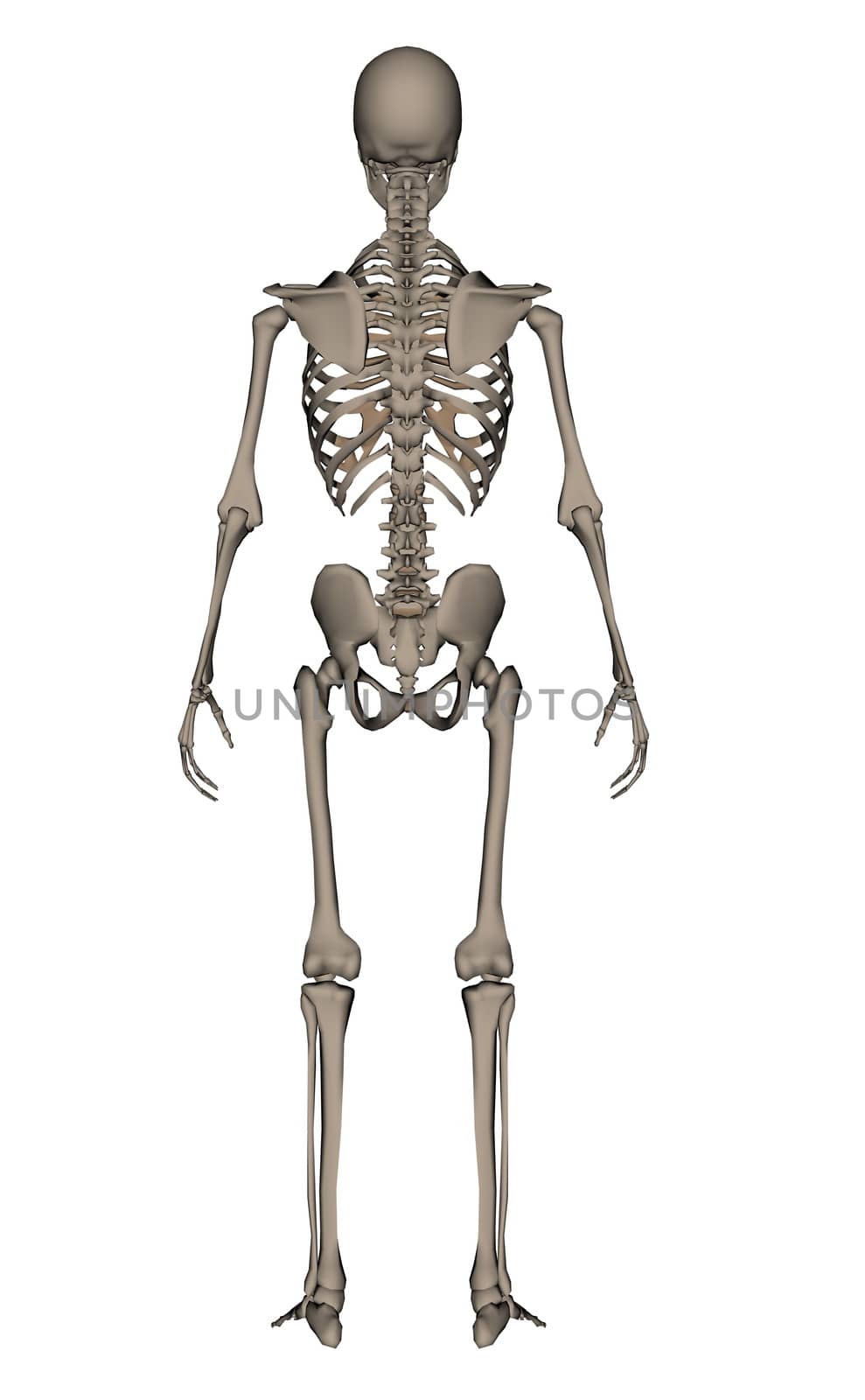 Human skeleton - 3D render by Elenaphotos21