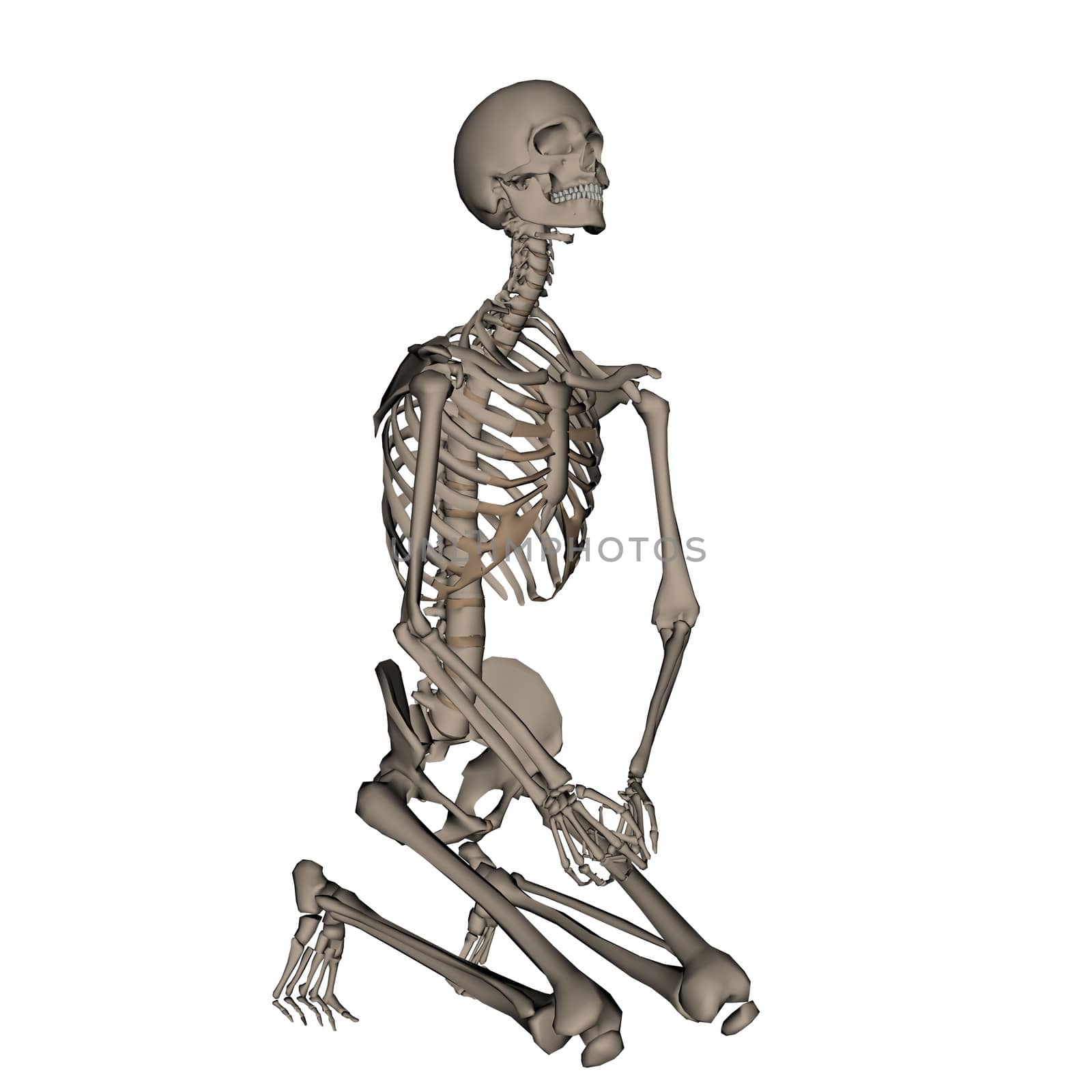 Human skeleton praying on his knees isolated in white background - 3D render