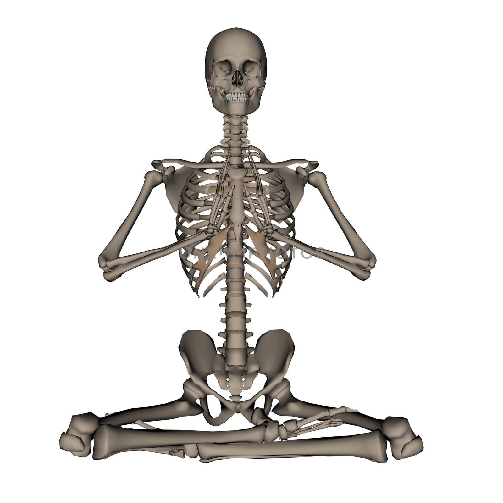Frontview of human skeleton meditation isolated in white background - 3D render