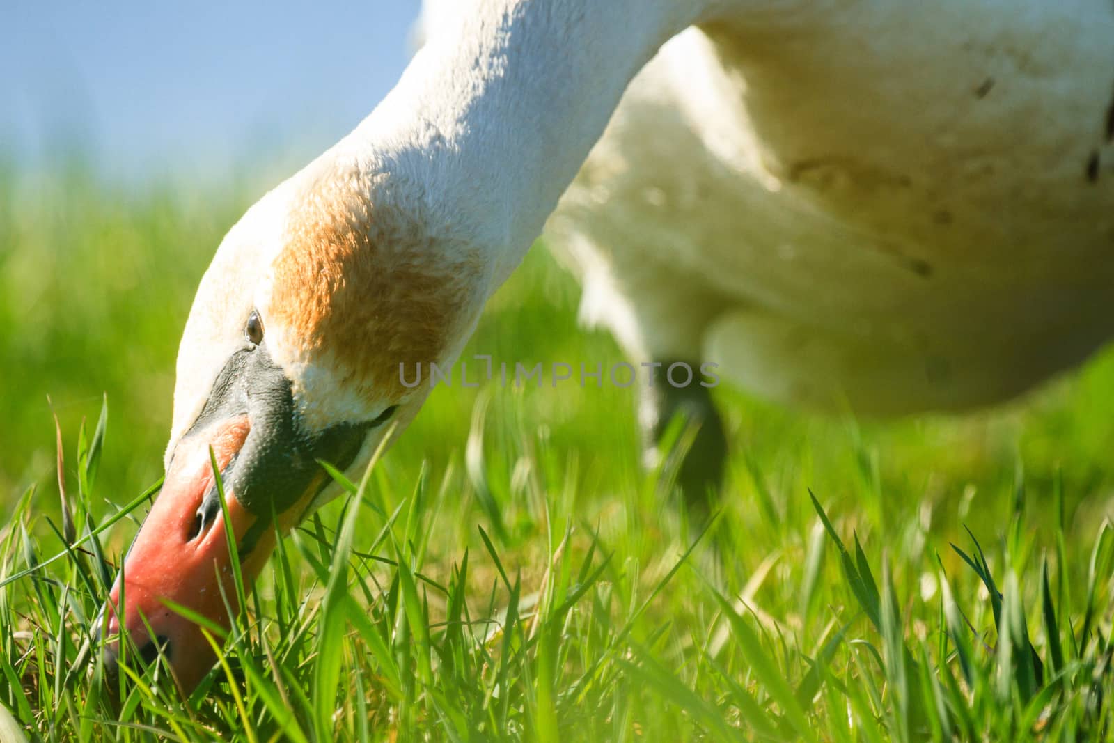 swan on blue lake water in sunny day, swans on pond, nature series