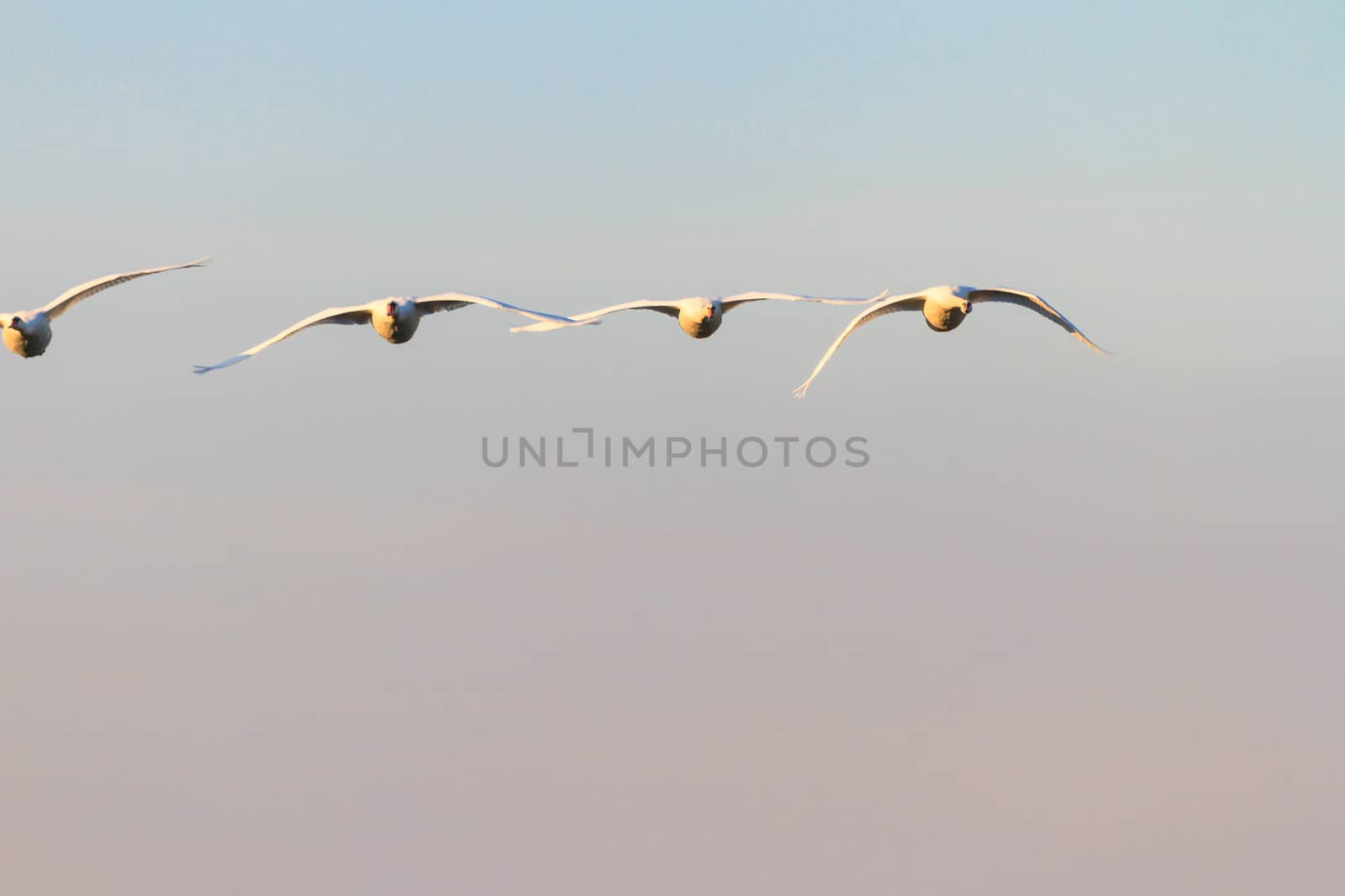 swan on blue lake water in sunny day, swans on pond, nature series