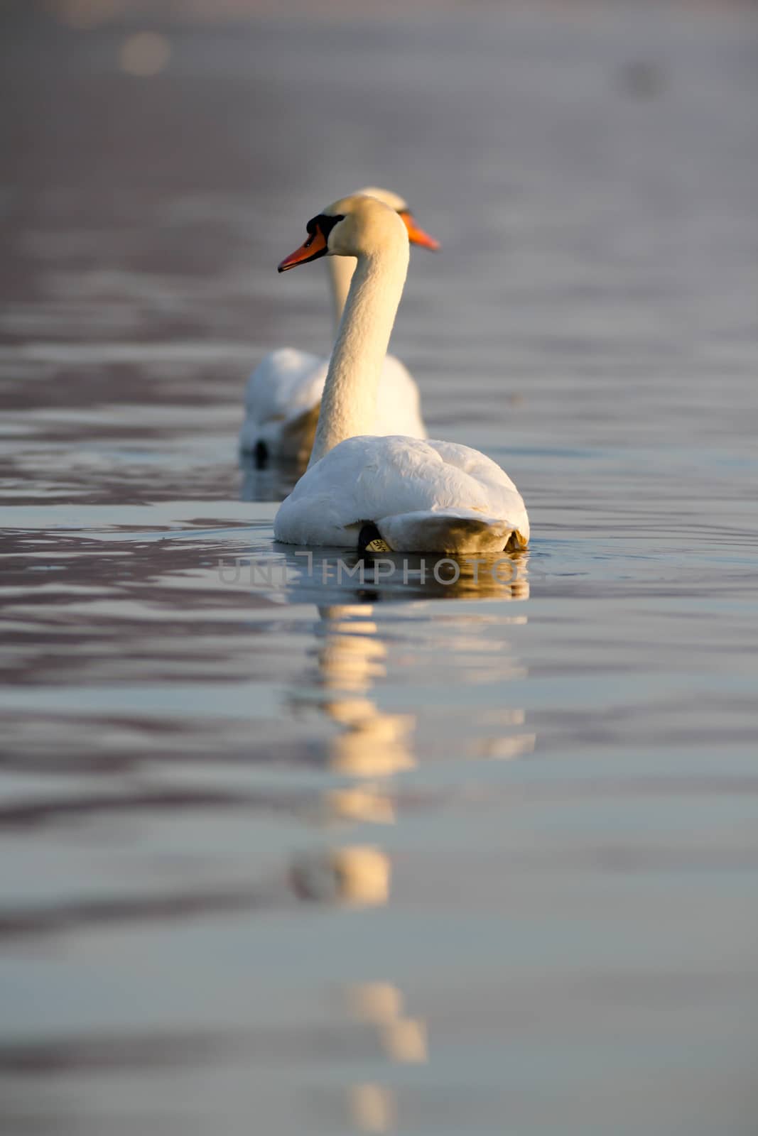 swan on blue lake water in sunny day, swans on pond, nature series