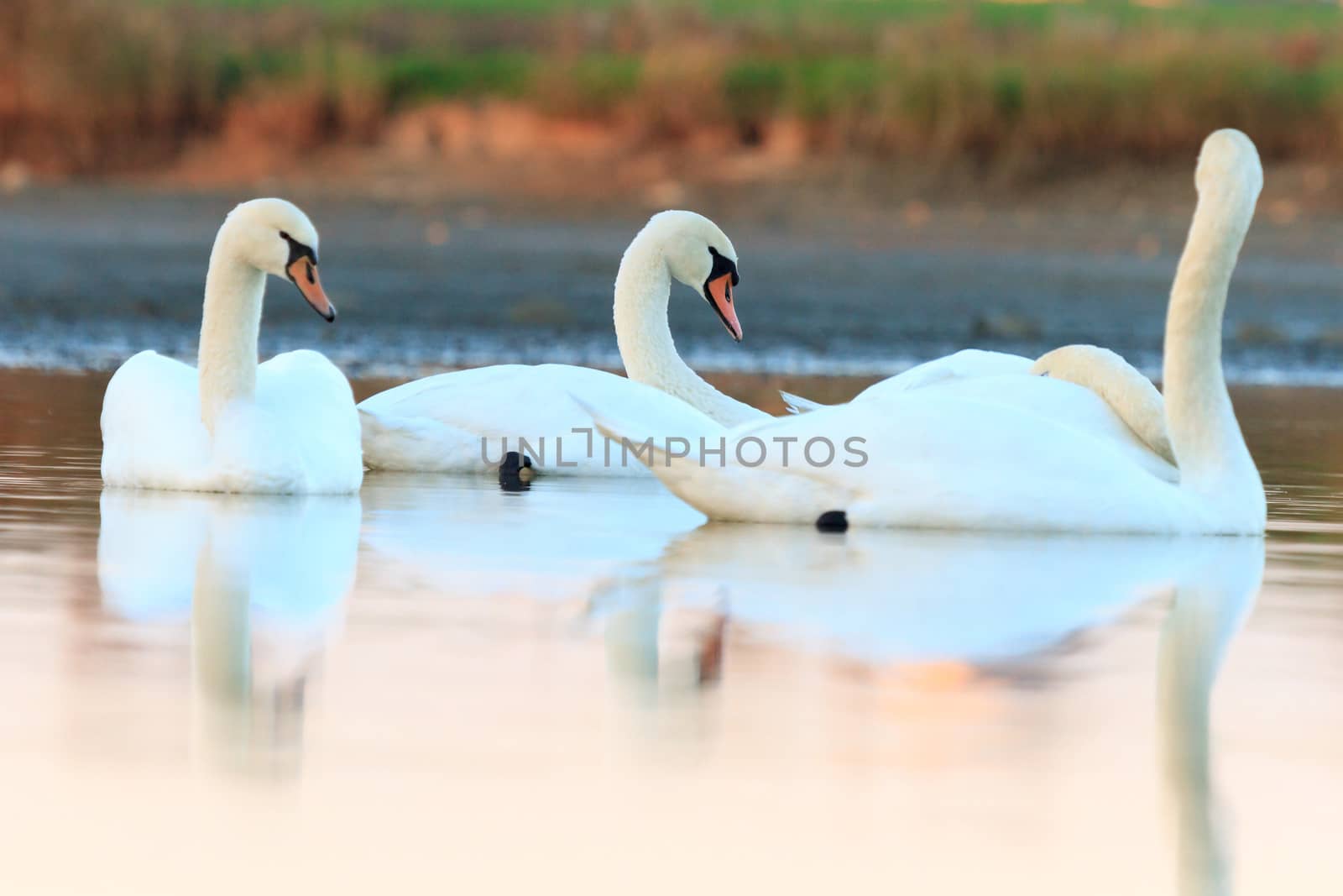 swan on blue lake water in sunny day, swans on pond, nature series