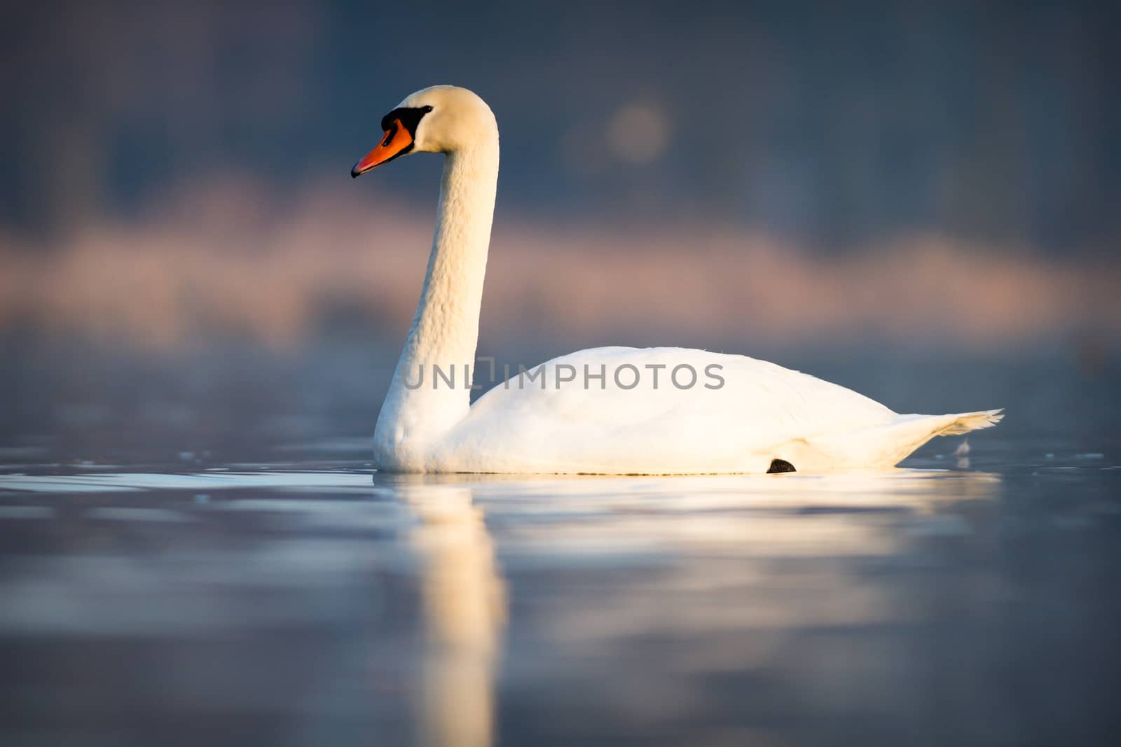 swan on blue lake water in sunny day, swans on pond, nature series